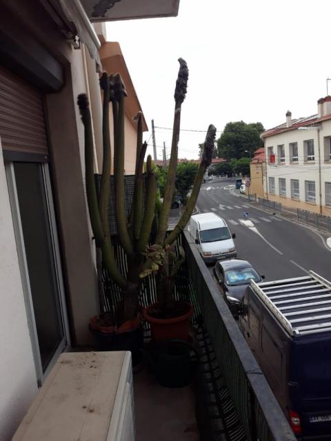 Location appartement T3 Perpignan - Photo 2