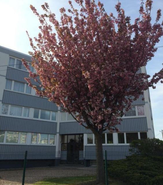 Location appartement T3 Bihorel - Photo 2
