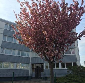 Location appartement T3 Bihorel - Photo 2