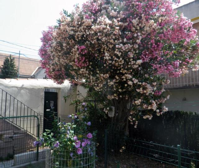 Location appartement T2 Marseille 14 - Photo 6