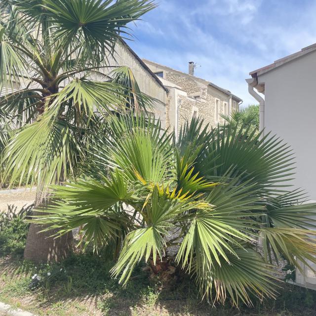 Location maison F4 Entraigues sur la Sorgue - Photo 6