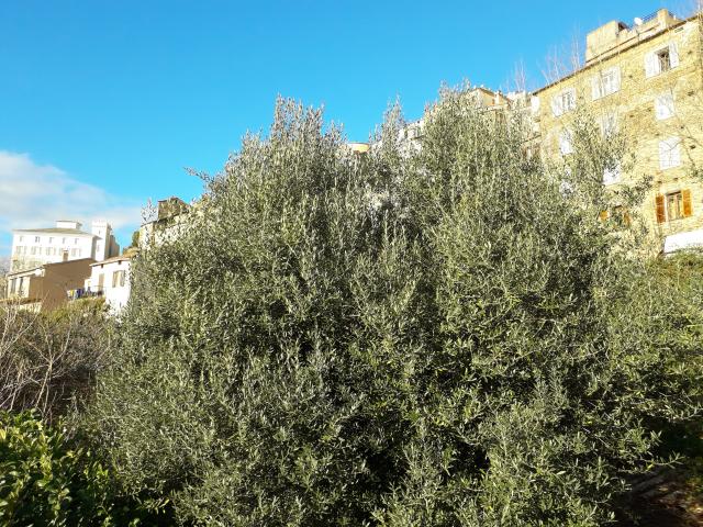Location appartement T2 Oletta - Photo 8
