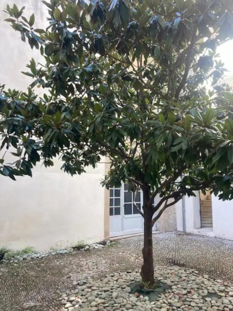 Location appartement T3 Pezenas - Photo 2