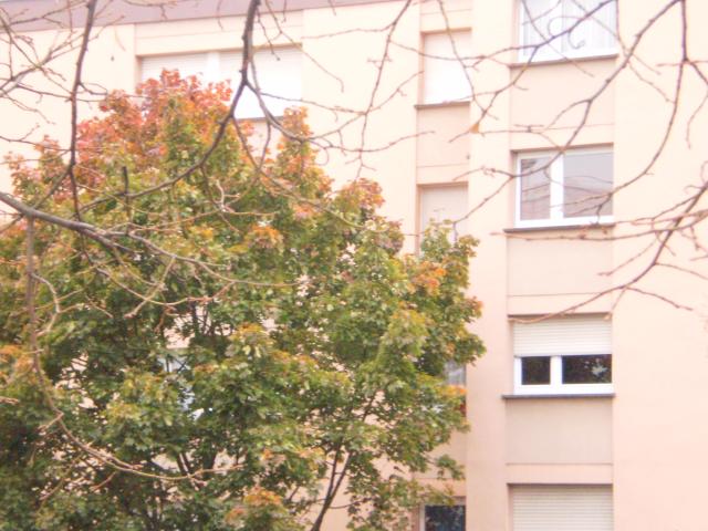 Location appartement T3 Schiltigheim - Photo 9