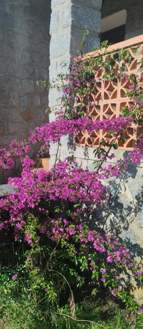 Location maison F5 Petreto Bicchisano - Photo 4