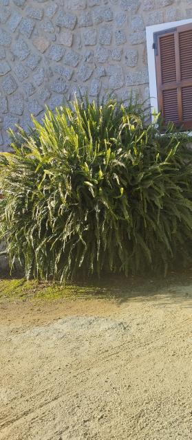 Location maison F5 Petreto Bicchisano - Photo 10
